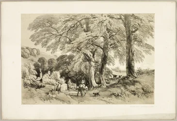 Wych Elm, de The Park and the Forest