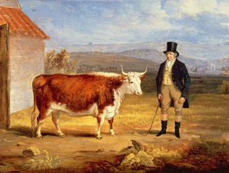 El Sr. James Hodges y su novilla Hereford de dos años, c.1843