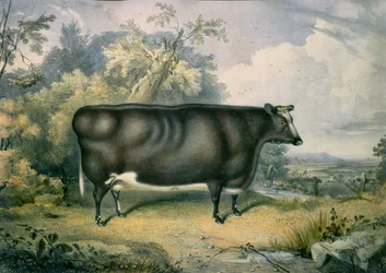 La novilla premiada de Cottesmore, según Henry Strafford (activo 1833-73), 1837