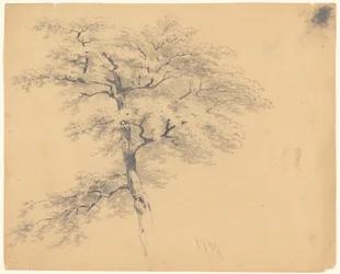 Árbol