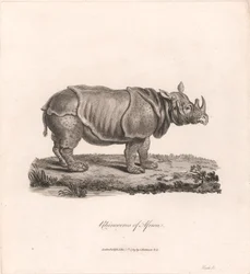 Rinocerontes de África