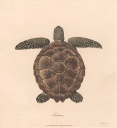 Tortuga