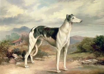 Un galgo en un paisaje montañoso