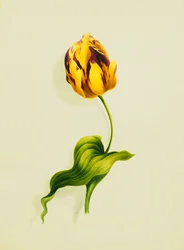 Un tulipán loro, 1826