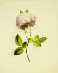 Una rosa rosa