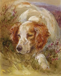 Un spaniel