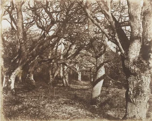 Una mirada en Leigh Woods