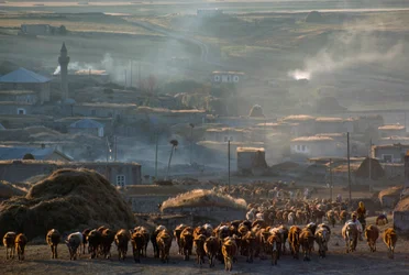 Un gran rebaño de ganado se dirige a los pastos a través de un polvoriento pueblo rural. Enrentepe, Turquía.