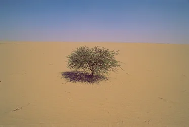 Árbol aislado en un desierto de Níger, África.Quizás "Arbre du Tenere" o aparente gr...