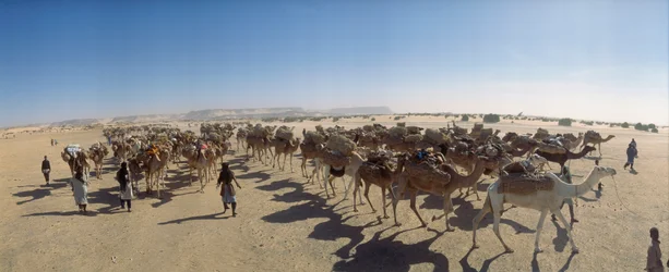 Panorama de una caravana de camellos de sal en las afueras de Fachi. CERCA DE FACHI, NÍGER.