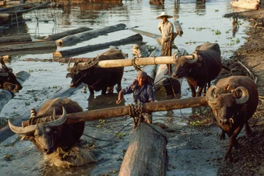 Búfalos de agua sacan troncos de madera del río y los colocan en plataformas. El río Irrawaddy...