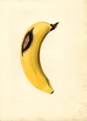 Plátano (Musa) (acuarela)