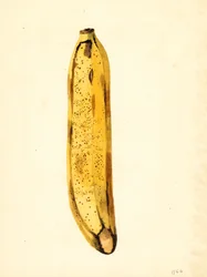 Plátano (Musa) (acuarela)