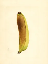 Plátano (Musa) (acuarela)