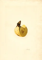 Plátano (Musa) (acuarela)