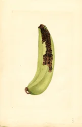 Plátano (Musa) (acuarela)