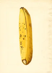 Plátano (Musa) (acuarela)