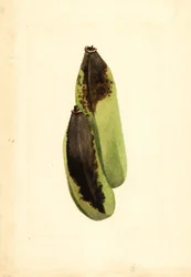 Plátanos (Musa) (acuarela)