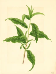 Rama con hojas verdes del melocotonero Elberta ( Prunus persica: Elberta) (acuarela)