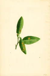Hoja de naranjo (Citrus aurantium) enferma (acuarela)