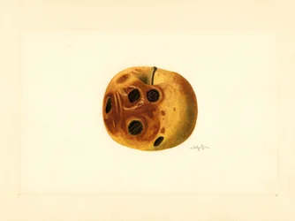 Manzana Grimes ( Malus domestica) (acuarela)