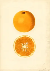 Naranjas de Homosassa ( Citrus sinensis) (acuarela)
