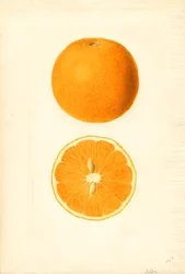 Naranjas de Jaffa (Citrus sinensis) (acuarela)
