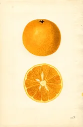 Naranjas de Mallorca ( Citrus sinensis) (acuarela)