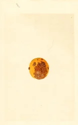 Naranjo (Poncirus trifoliata) (acuarela)