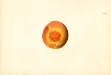 Melocotón ( Prunus persica: Elberta) (acuarela)