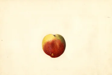 Melocotón ( Prunus persica: Elberta) (acuarela)