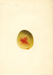 Melocotón ( Prunus persica: Elberta) (acuarela)