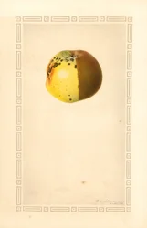Manzana Russet (Malus domestica) (acuarela)