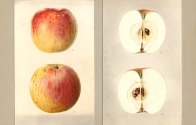 Manzanas de junio Wilson (Malus domestica) (acuarela)