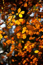 Hojas de otoño amarillas y doradas aún en la rama de un árbol, 2009