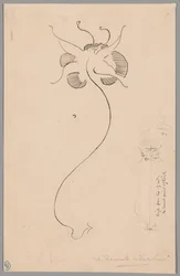 Mariposa (anverso); Estudio de mariposa (reverso)