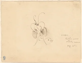 Mariposa