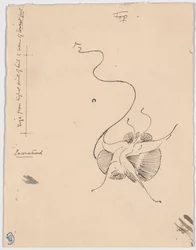 Mariposa "Encontrada" (anverso); boceto para la pieza de cola (reverso)
