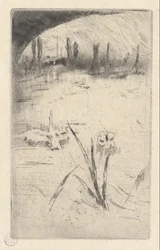 cisne e iris