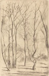 El Bosque de la Presa