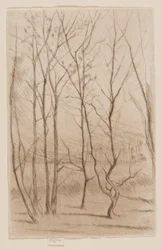 El bosque de la presa