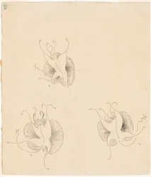 Tres mariposas