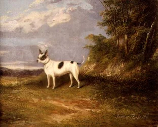 Un terrier en un paisaje