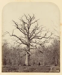 El Roble de la Reina Ana