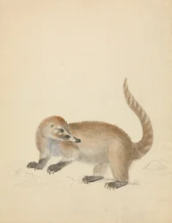 Coatimundi