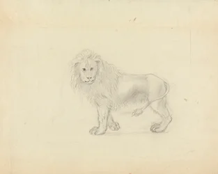 Un León
