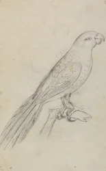 El loro