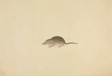 Una musaraña
