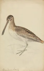 Una agachadiza