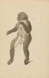 El mandril